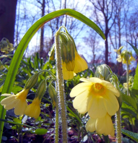 Blooming