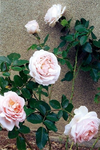 roses