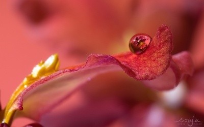 small but beautiful