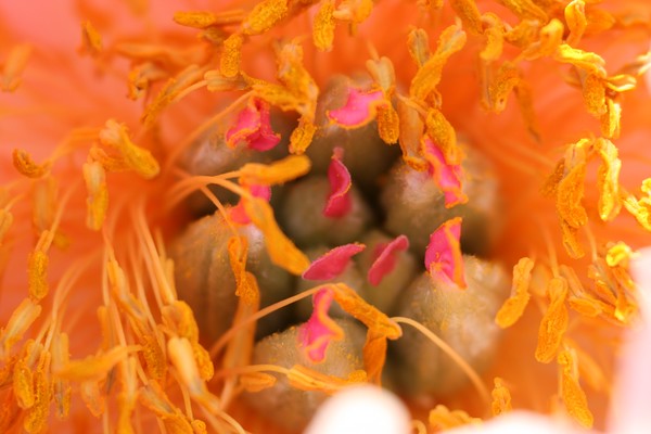 Floral NEST