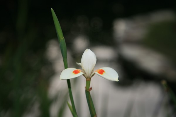 Tropical Floral Series #005