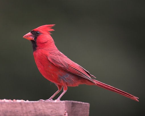The Cardinal