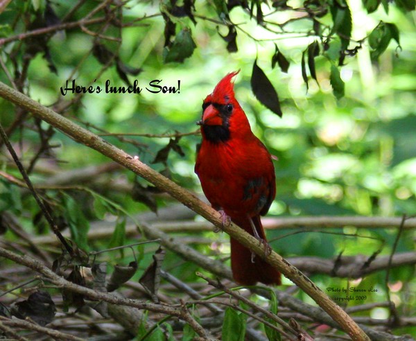 Daddy Redbird