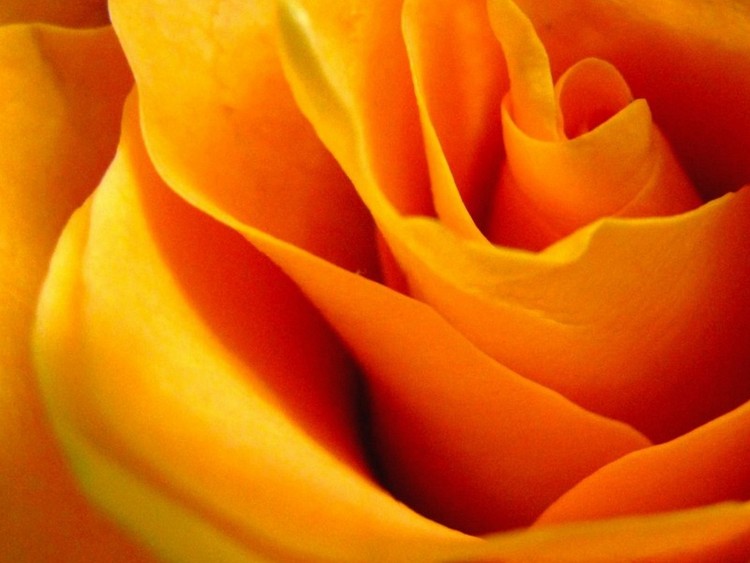 Queen Rose