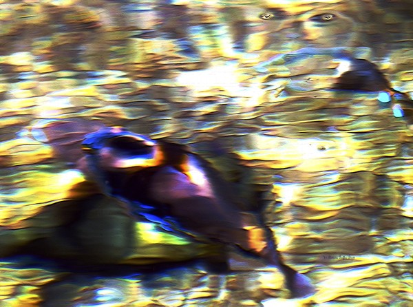 Water Spirit