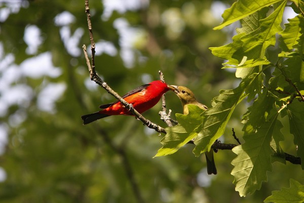 Male Scarlett Tanger feeding the female.
