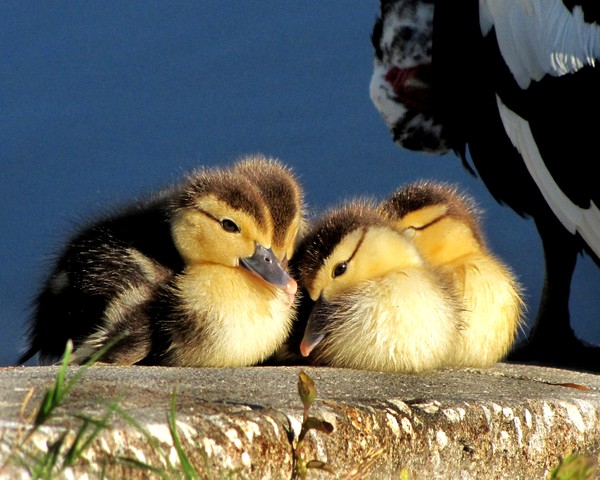 Ducklings at rest!