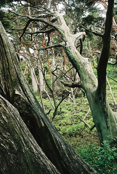 Coastal Forsest