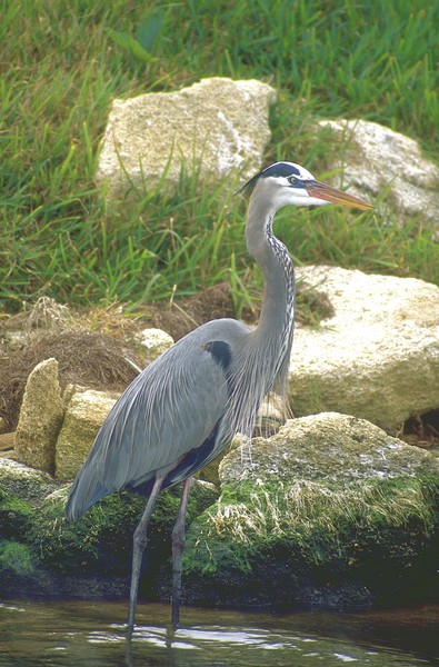 GREAT Blue Heron ****©2008, JDS