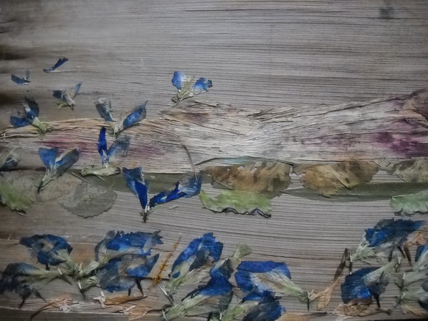 Blue Birds in Search of food