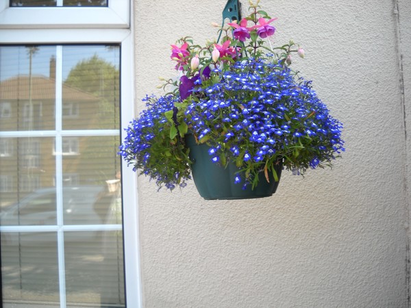 Blue Tiny flowers