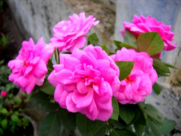Pink-Roses