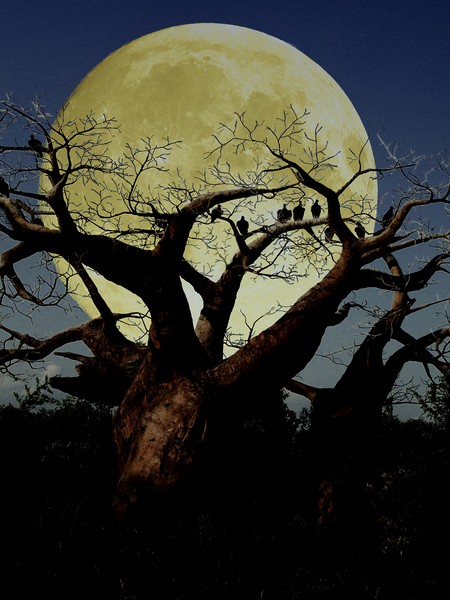 Serengeti