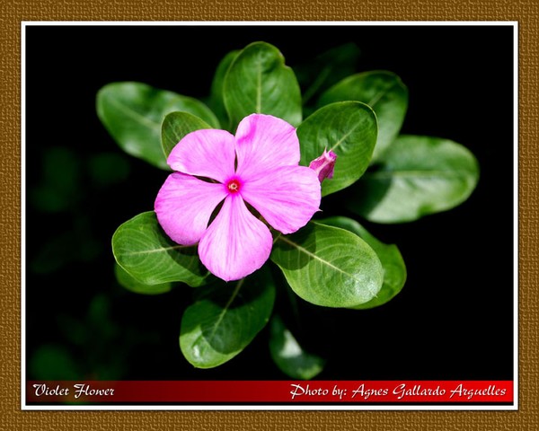 Violet Flower