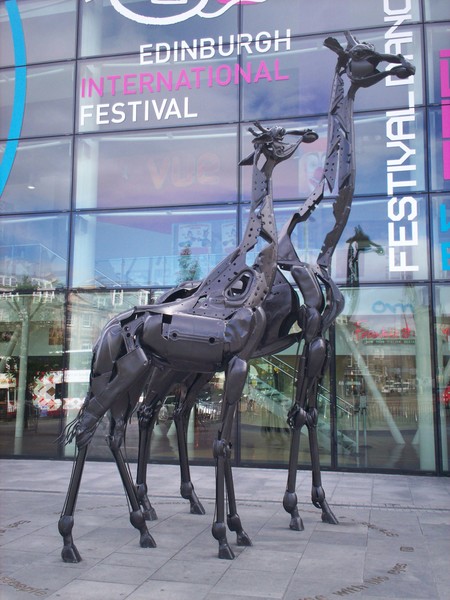 Giraffe's In The City of Edinburgh