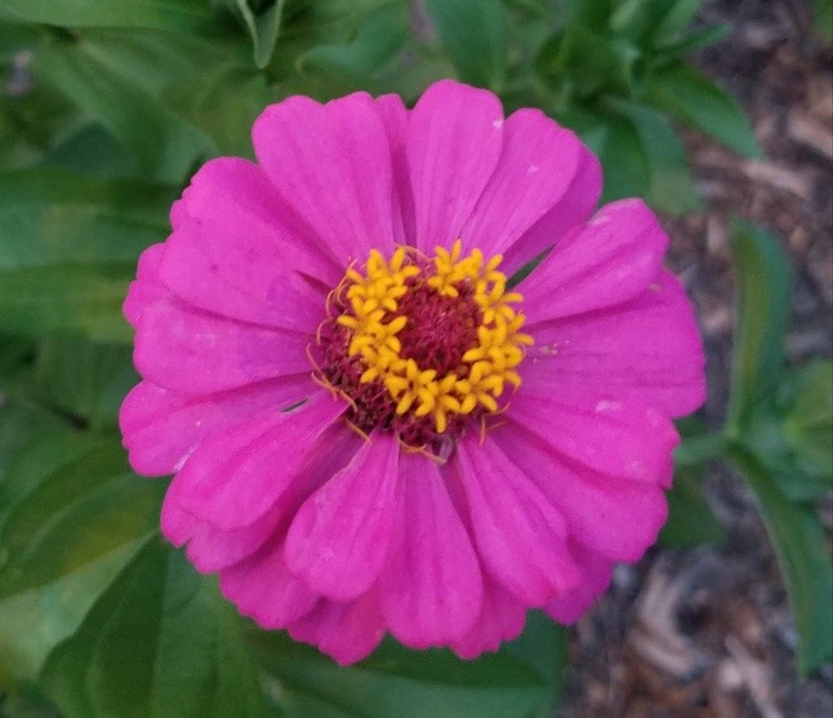 PInkness