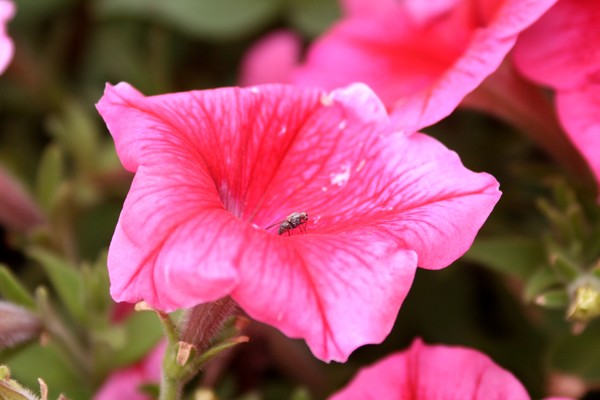 fly