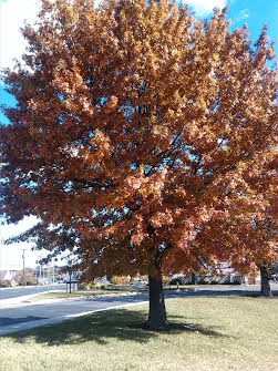 Autumn Abundance
