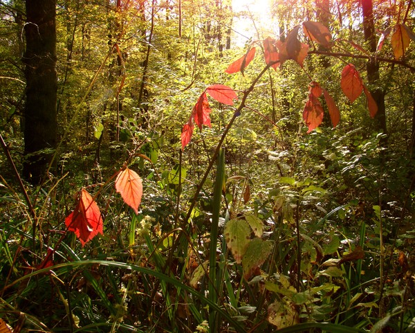 First sign of fall