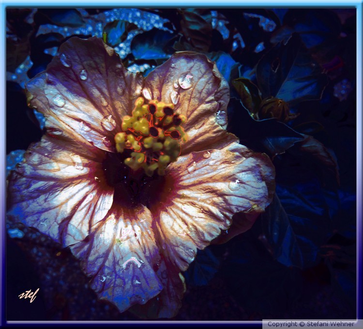 moonshine beauty