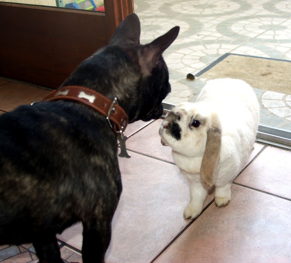 Extra met the easter bunny