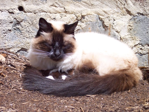 Puffy!
