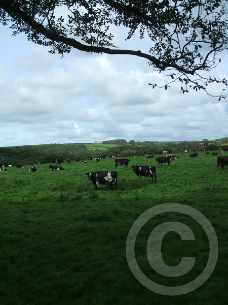 cows arround me