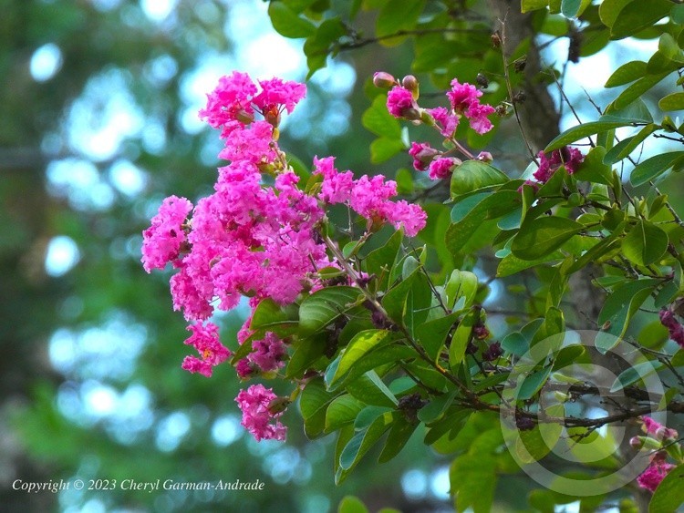 Pink Crape Myrtle