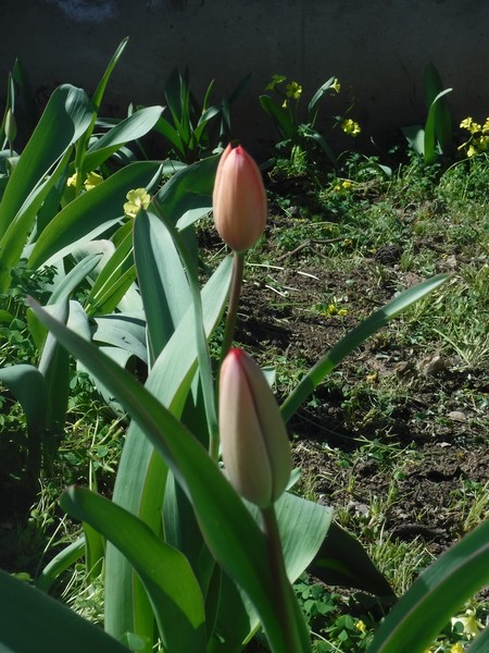 '2' Tulips 