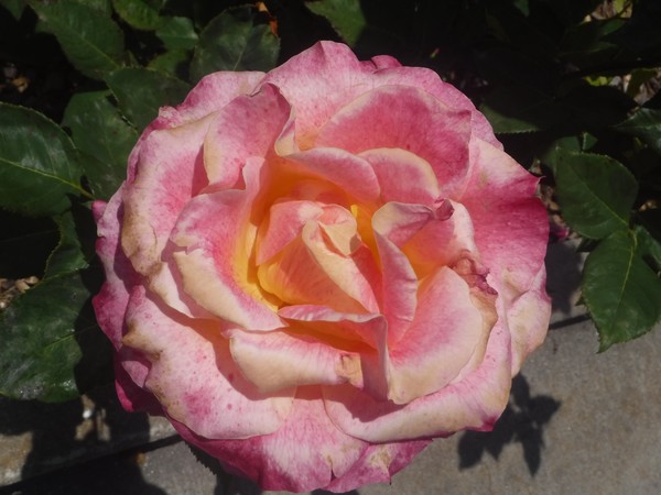 Prolofic Pink