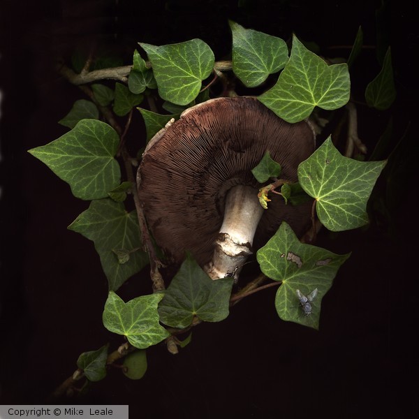 chestnut 'shrooms