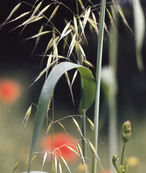 meadow view