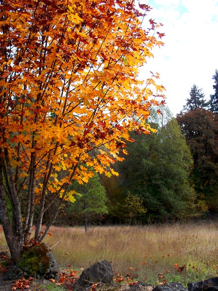 Country Beauty