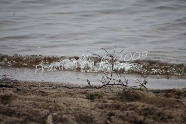 Sand & Twigs