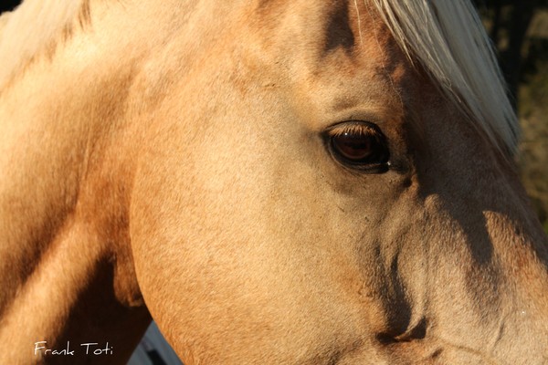 Eyes have it