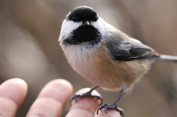 BIRD in the HAND
