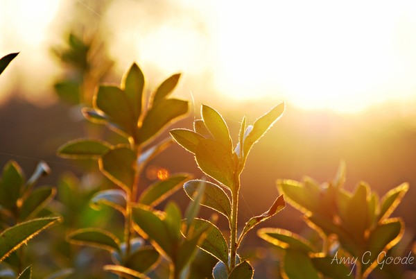Sunset over the Azalea