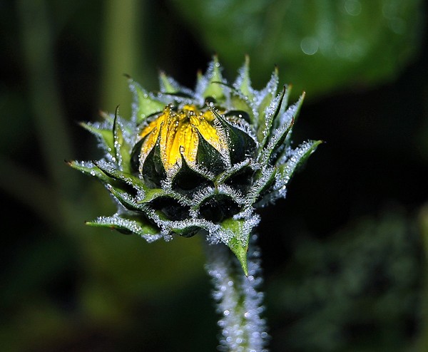 new sunflower