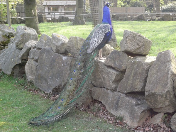 the proud peacock