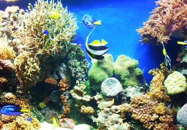 Monterey Aquarium part 2