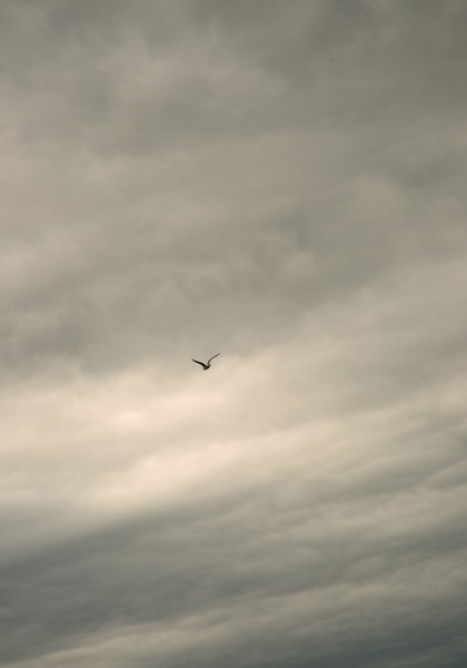 seagull