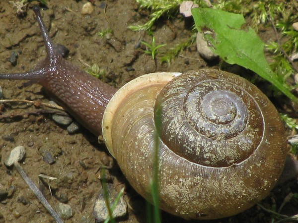 snail