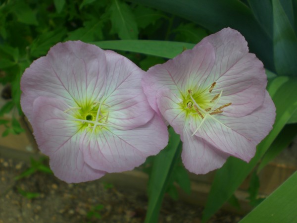 poppies