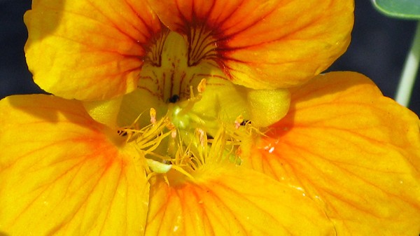 OrangeFlower002