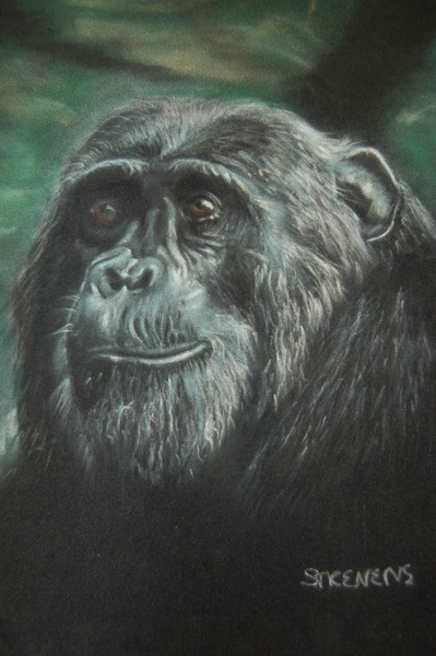 Chimpanzee in natural setting