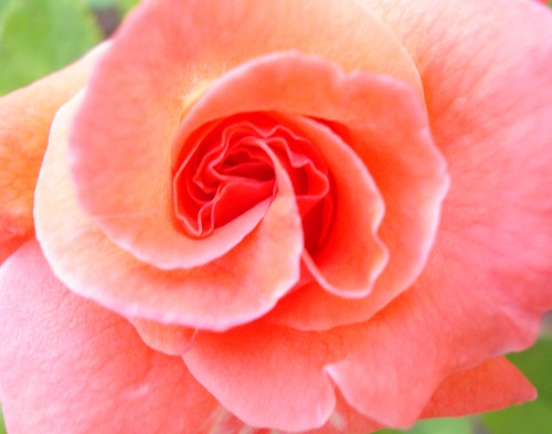 Pinky 