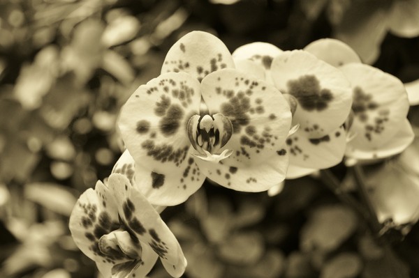 Sepia Orchids