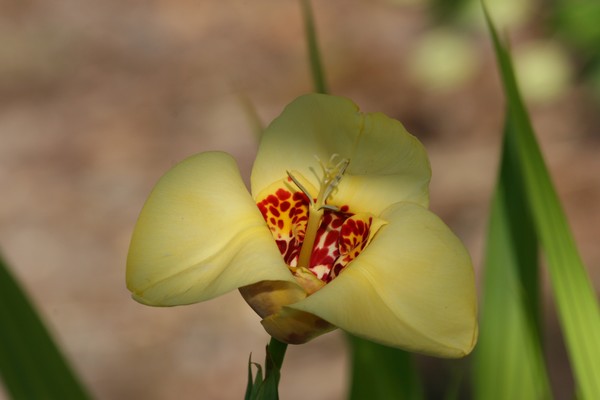 A Yellow Prize