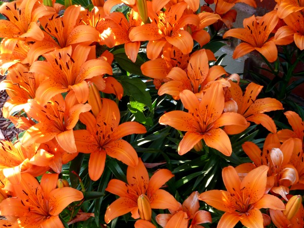 An Abundance OF Lillies