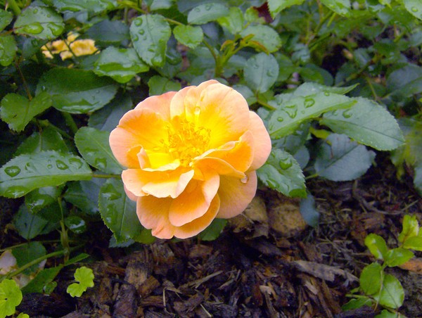 Peach Mounding Rose